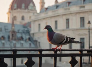 Gołąb budapeszteński krótkodzioby