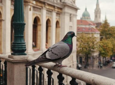 Gołąb wysokolotny budapeszteński